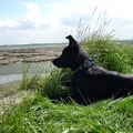 honden foto caja aan de Rattekaai, Rilland