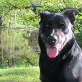 honden foto eindelijk zonnig weer