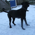 honden foto Dit is Amico, een hele lieve reu, die niemand of iets kwaad zal doen alleen als iemand aan de deur staat begint het geblaf, en is een gesprek niet meer te doen, helpppppppp