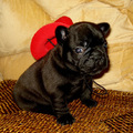 honden foto 