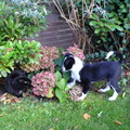 honden foto 