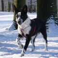 honden foto 