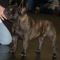 honden foto Ch.Cadbury Angels Fahdango