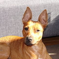 honden foto Janey