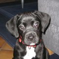 honden foto 10 weken