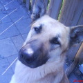 honden foto homer zit een beetje te dromen..