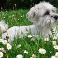 honden foto lekker in het gras