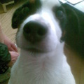 honden foto 