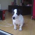 honden foto 