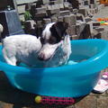 honden foto 