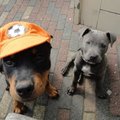 honden foto De kinders in oranje stemming