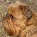 honden foto Ch Rus, Md - Imgosbull Helise