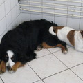 honden foto kyra berner teef  11 maanden en jack russel mikey 5,5 jaar