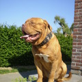 honden foto kai onze bordeauxdog