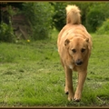 honden foto 