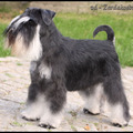 honden foto binnenkort misschien mamma?? 
