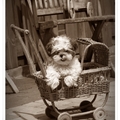 honden foto 