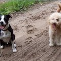 honden foto Spike met zijn vriendinnetje Sandy.