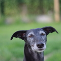 honden foto Pixie