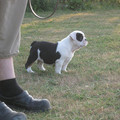 honden foto 