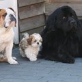honden foto 