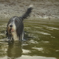 honden foto Knappe meid. Bijna 9 jaar en nog leren zwemmen.