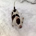 honden foto Macho zijn eerste keer in de sneeuw! Hij vond het zo leuk dat hij meer buiten als binnen was!