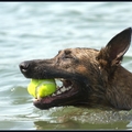 honden foto 