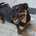 honden foto 
