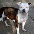 honden foto moeder angel vd cormeulen 