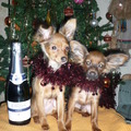 honden foto   BESTE WENSEN VOOR 2009 !!!