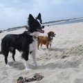 honden foto Luka (Border Collie) en Babs (X Sheltie) genieten op het strand van Scharendijke (Zeeland)