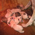 honden foto ik ben al vader geworden van hele lieve gezonde pups