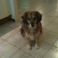 honden foto ons knappe fotomodel