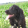 honden foto 