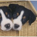 honden foto 