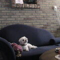 honden foto 