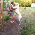 honden foto 
