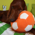 honden foto Mijn Setter Tosco =)