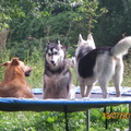 honden foto 