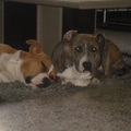 honden foto 