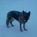 honden foto Sneeuw neusje