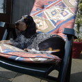 honden foto BlueBelle 