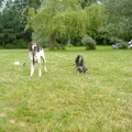 honden foto BlueBelle en haar vriendje Gangster