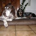 honden foto BlueBelle en Gangster