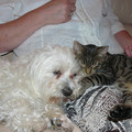 honden foto Boris en Sofie