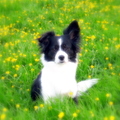 honden foto 