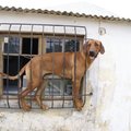 honden foto door onvoorziene omstandigheden raakte Jeroom opgesloten in het washok van de boerderij.  Hij klom boven op de wasmachines, stootte met zijn kop de ruiten stuk, beet alle dwarshouten in flinters en probeerde te ontsnappen.  Maar voor de vensters in Zuid-Afrika staan vaak diefweringen, dus dit was het resultaat. 
