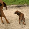 honden foto Jeroom als puppie samen met Margot (niet zijn ma)