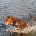 honden foto 